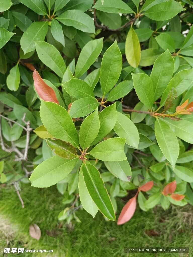 绿叶红芽的生机植物