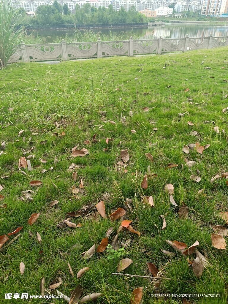 草地散落枯叶的自然景象