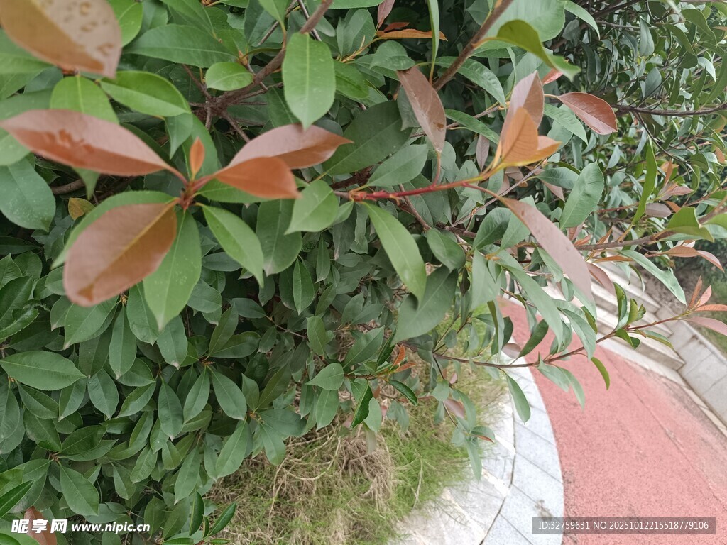 红叶绿植装点的路边景致