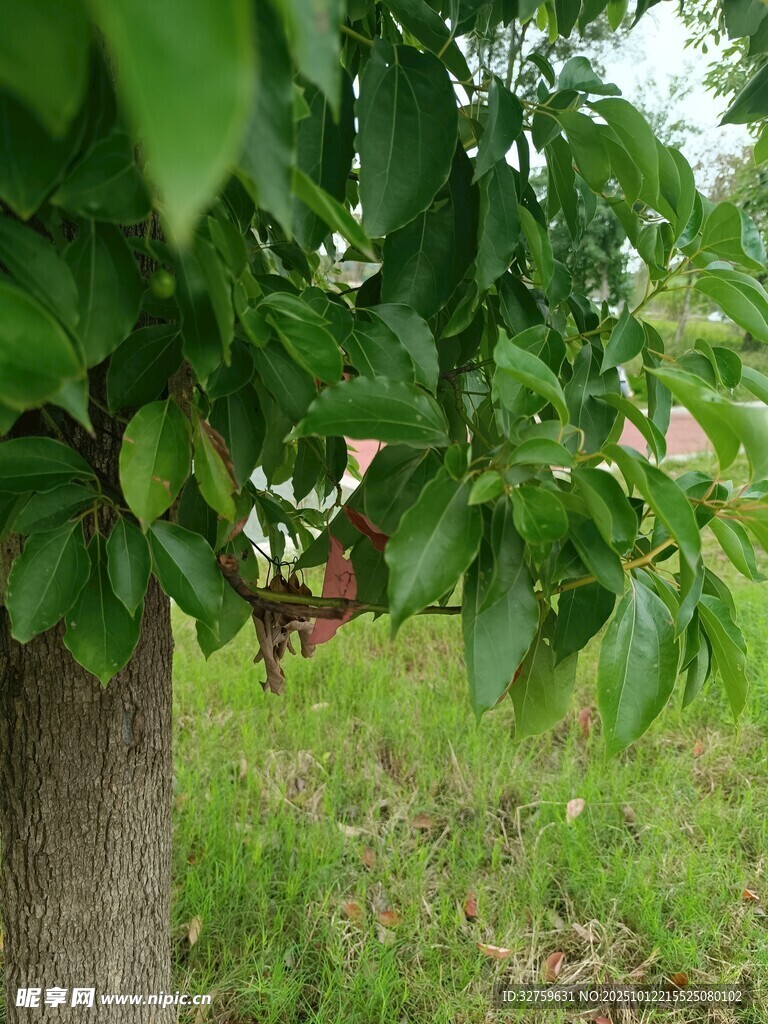 绿叶掩映下的树干与草地