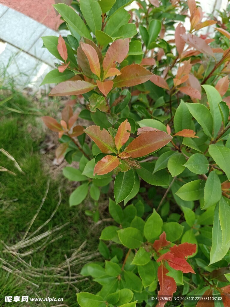 多彩叶片的绿植景观