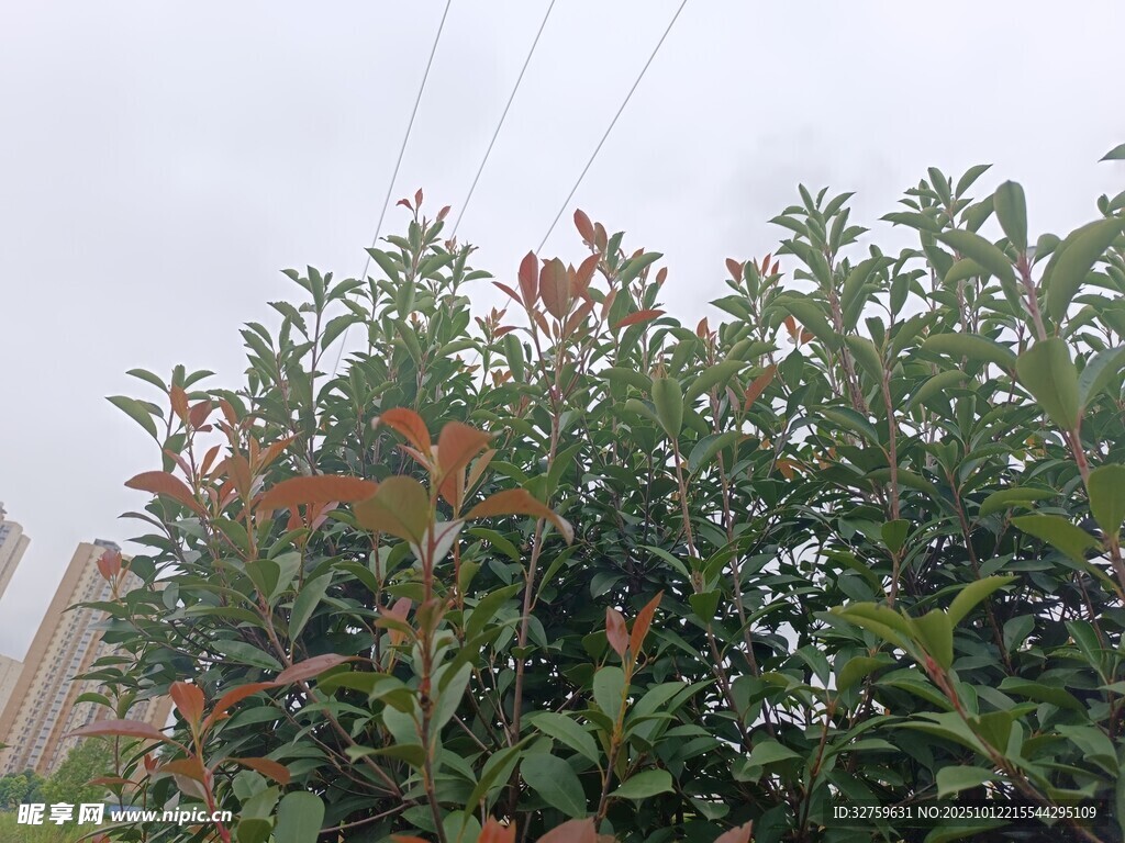 绿叶红边的繁茂植物