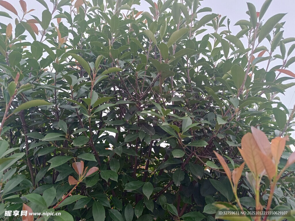 长满果实的繁茂植物