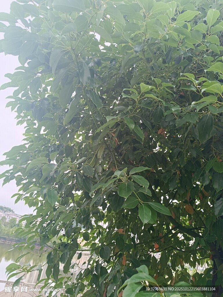 繁茂绿树