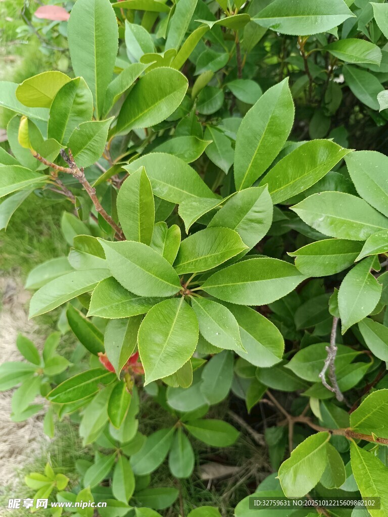 绿叶繁茂的植物景观