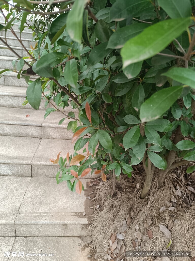 石阶旁的绿植