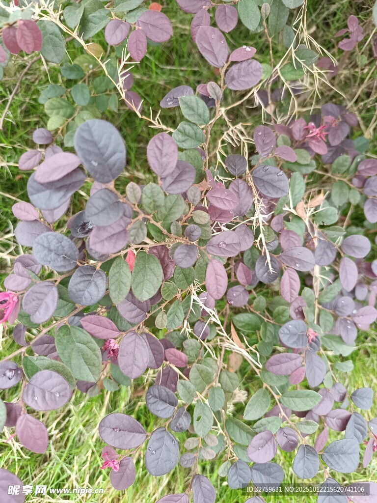紫叶植物特写