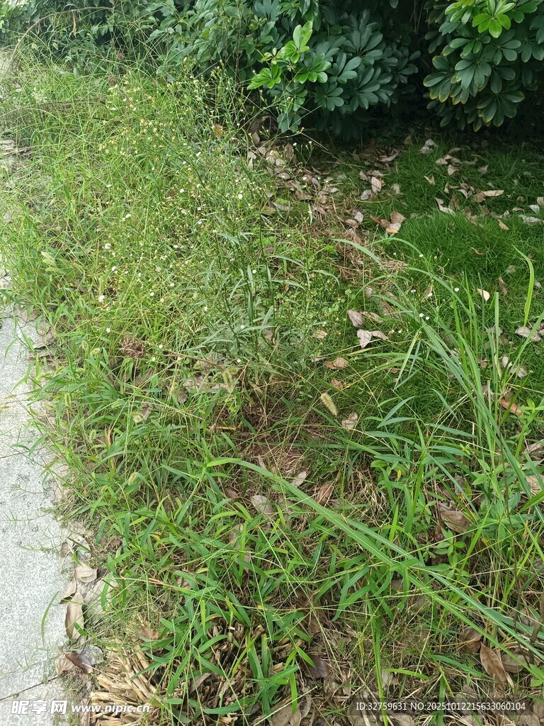 小径旁茂盛的绿色野草