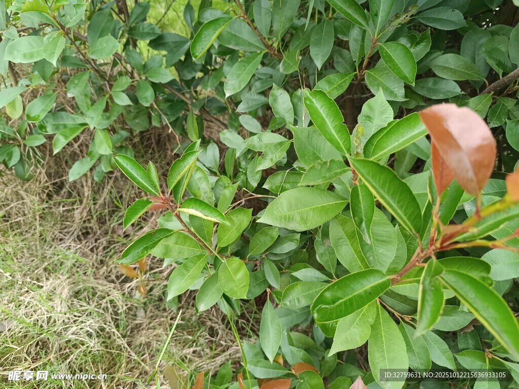 绿叶间的棕红色果实