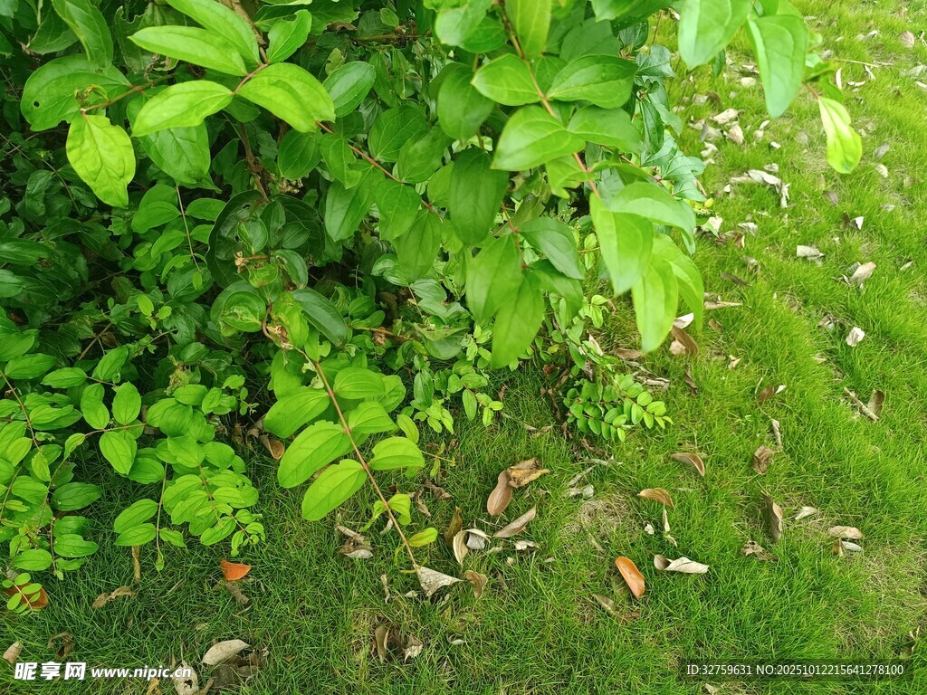 翠绿繁茂的植物景象