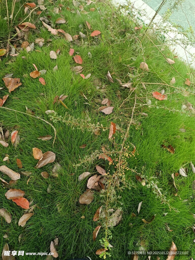 草地上的多彩落叶