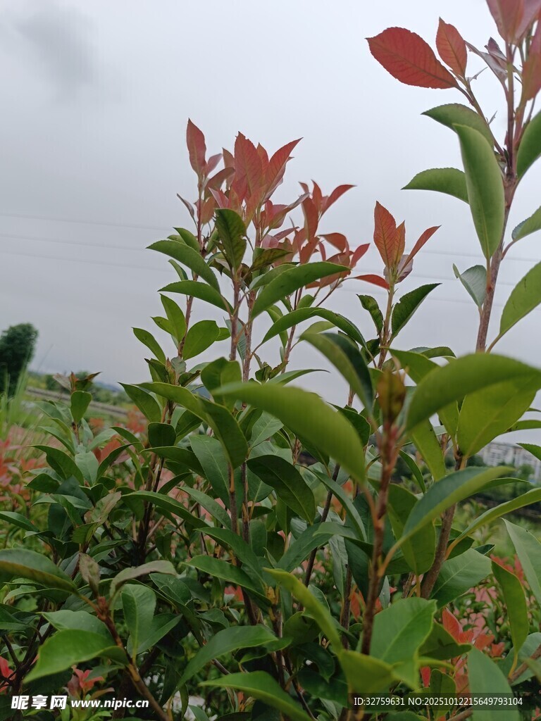红叶绿植 