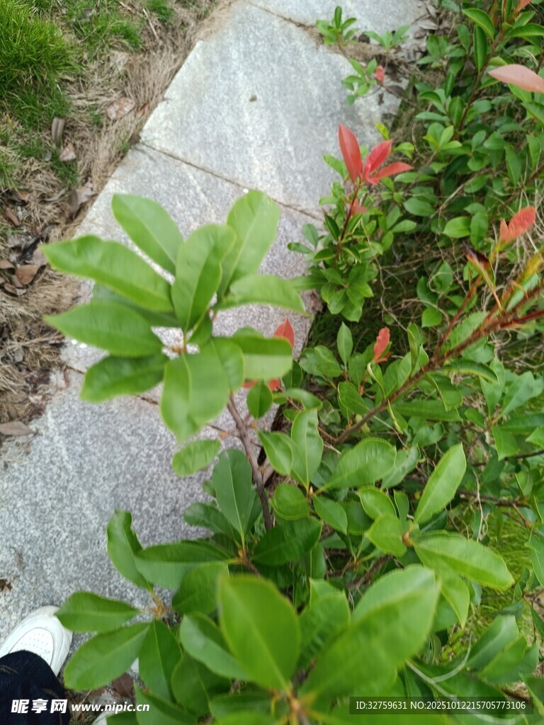 路边绿植与娇艳红花
