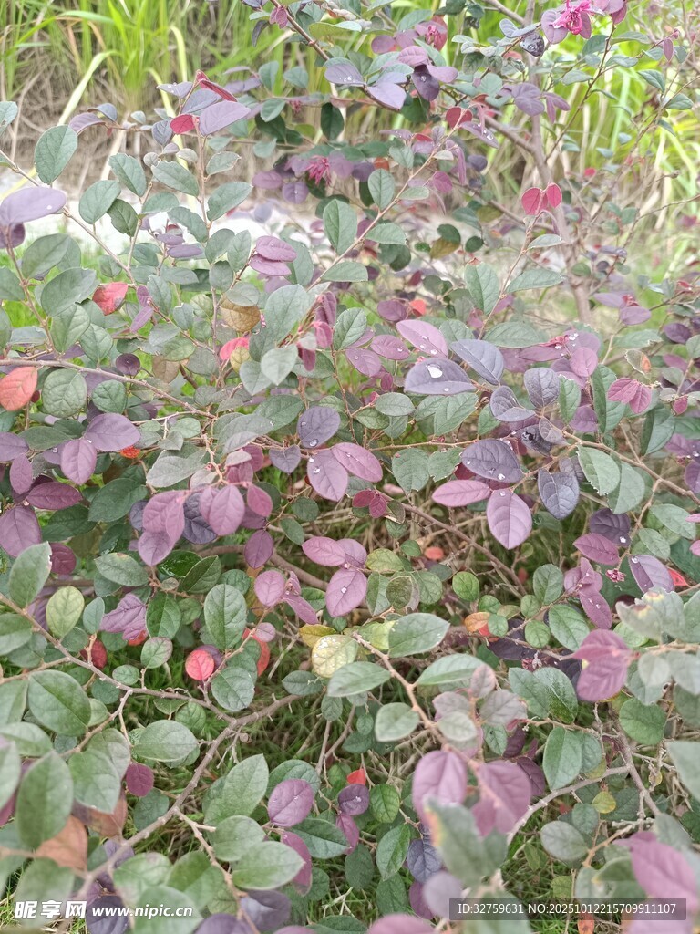 繁茂花丛中的多彩植物