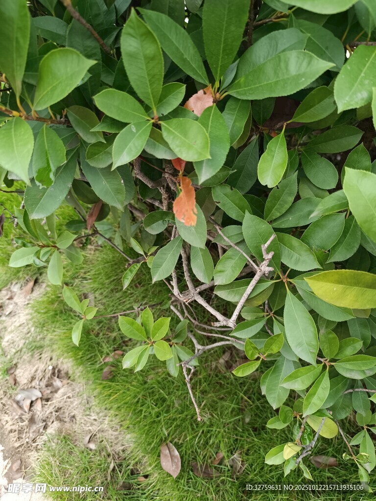 绿叶间的多彩植物景观