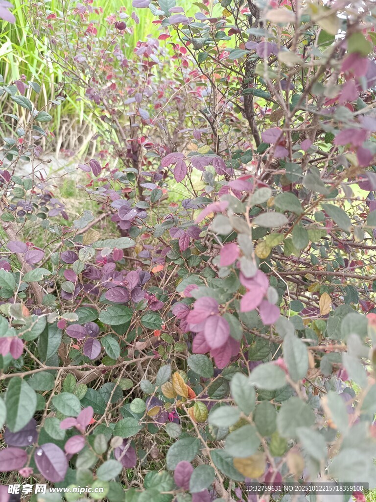 盛开的紫色花卉植物