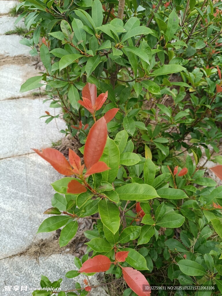 路边红绿相间的植物