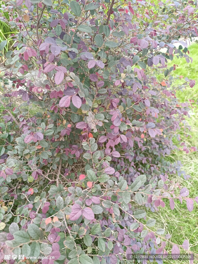 紫叶灌木特写