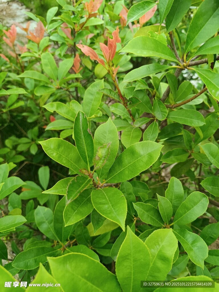 绿叶间的粉色小花