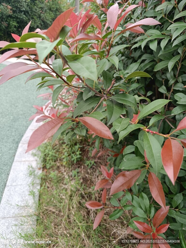 路边红绿叶植物景观
