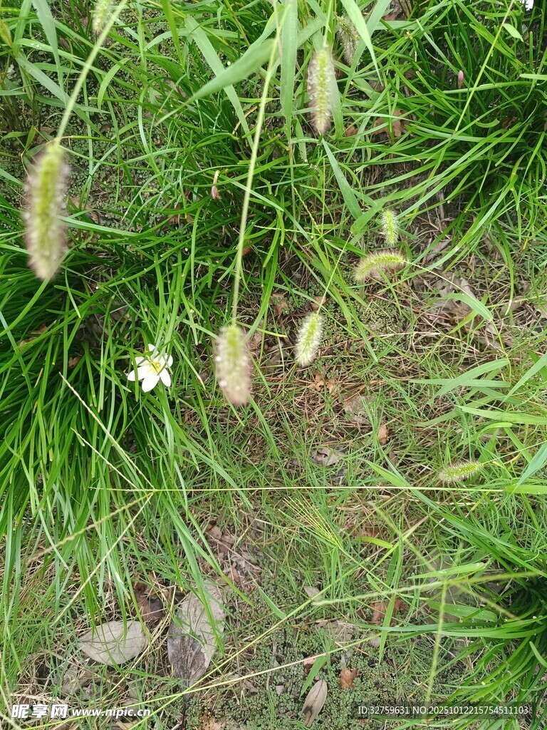 草丛中的白色小花