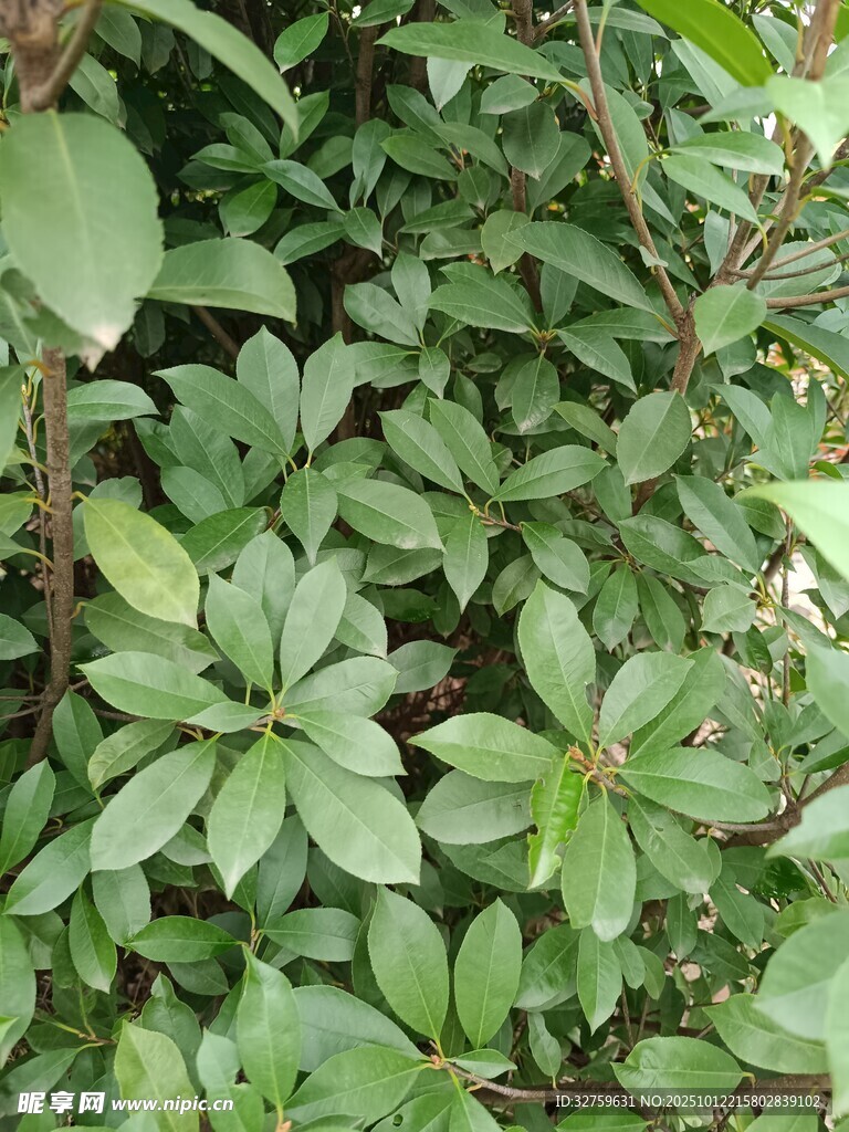 绿叶繁茂的植物景观