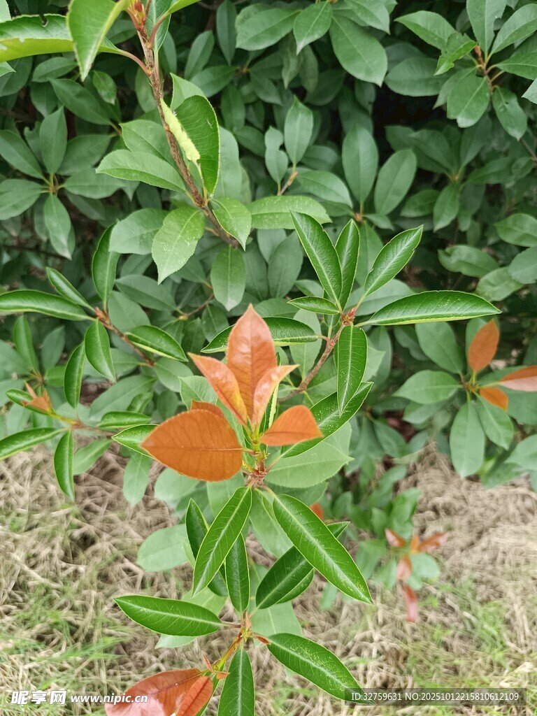 绿叶间的橙红叶片