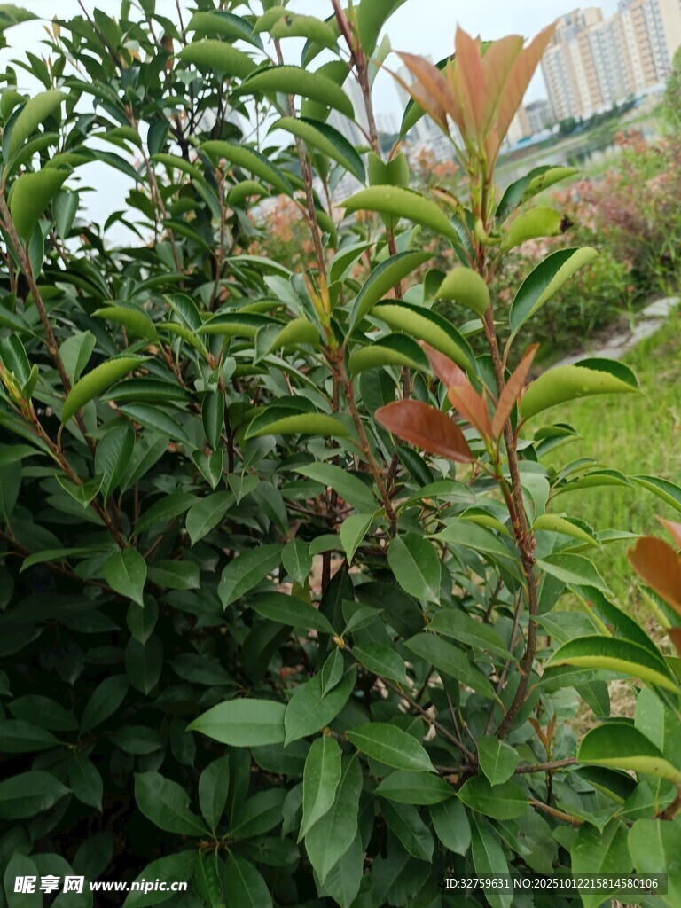 绿叶间的多彩植物