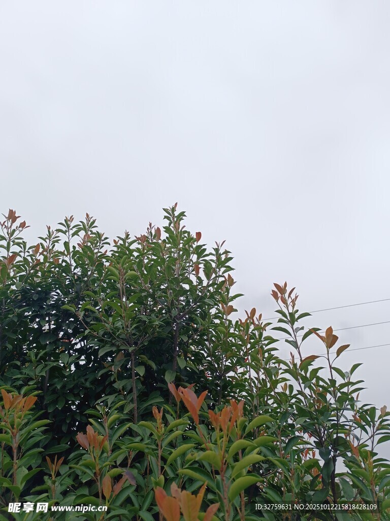 绿叶繁茂的树景