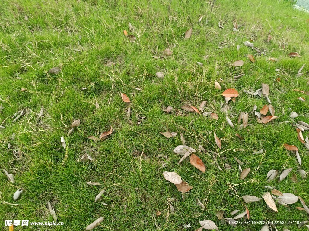 草地上散落的枯叶