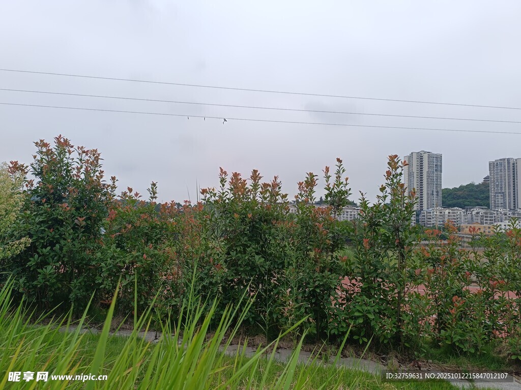 城市边的绿植景观