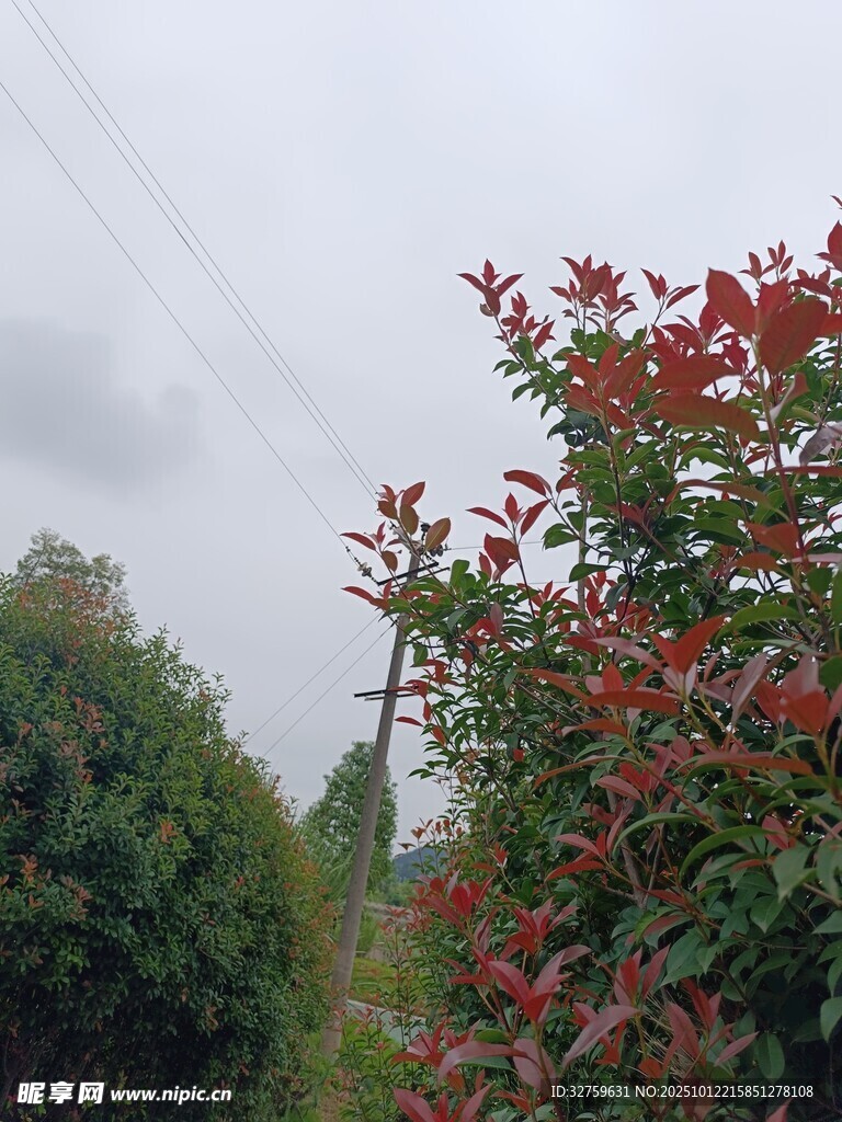 红叶绿植间的电线景象