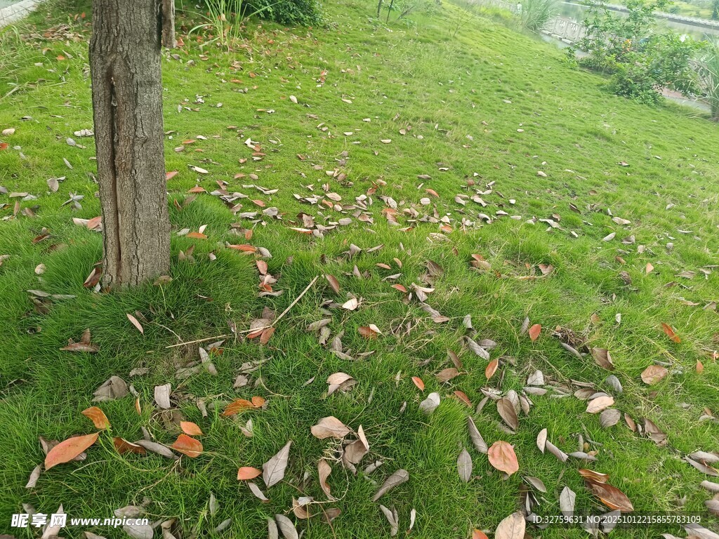 树下草地落叶景致