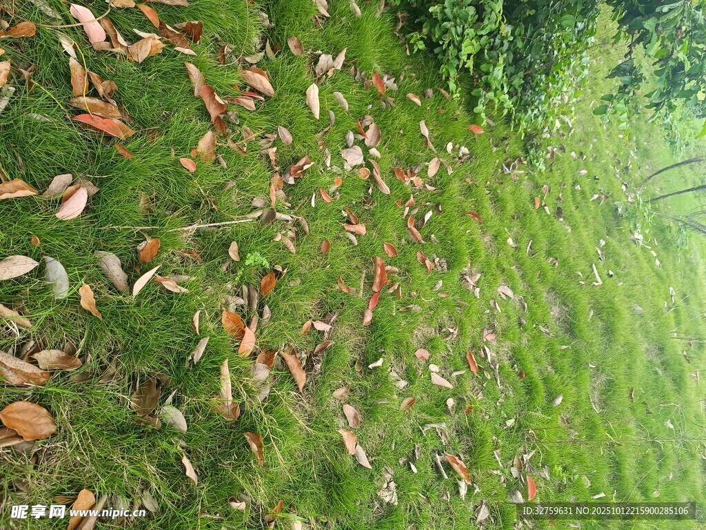 草地上的缤纷落叶