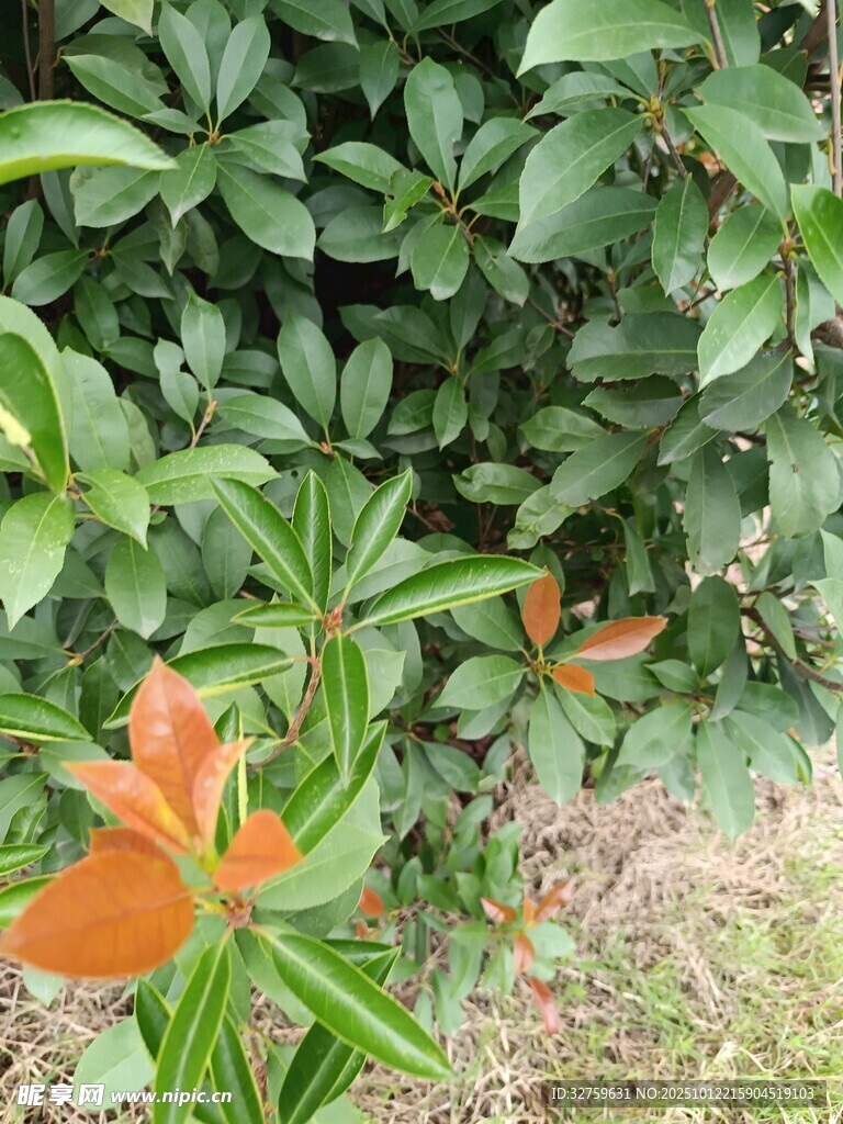 绿叶间的橙色花朵