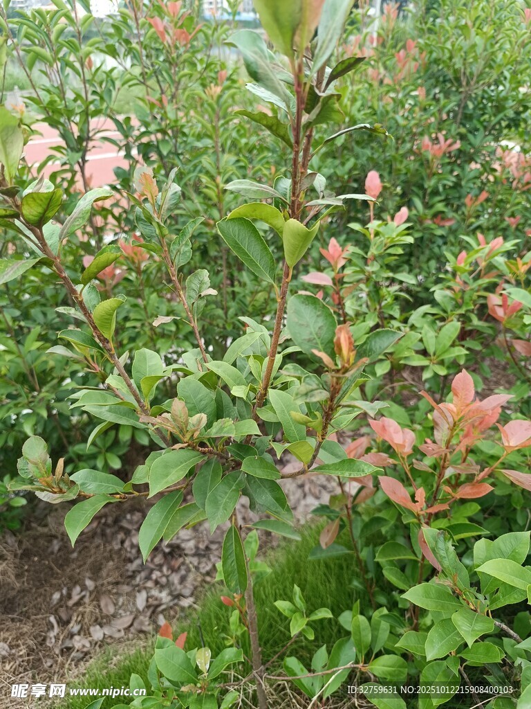 果园中繁茂的果树植株