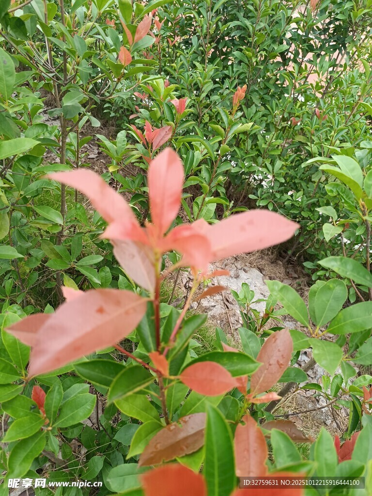 红叶植物特写