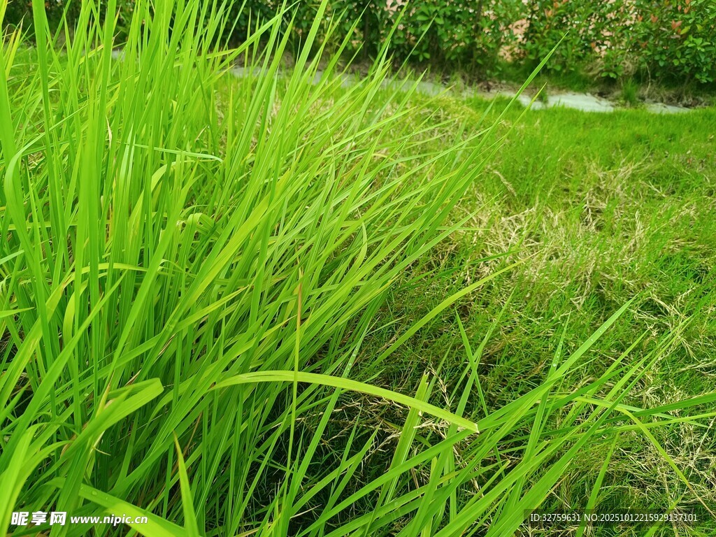 翠绿草地