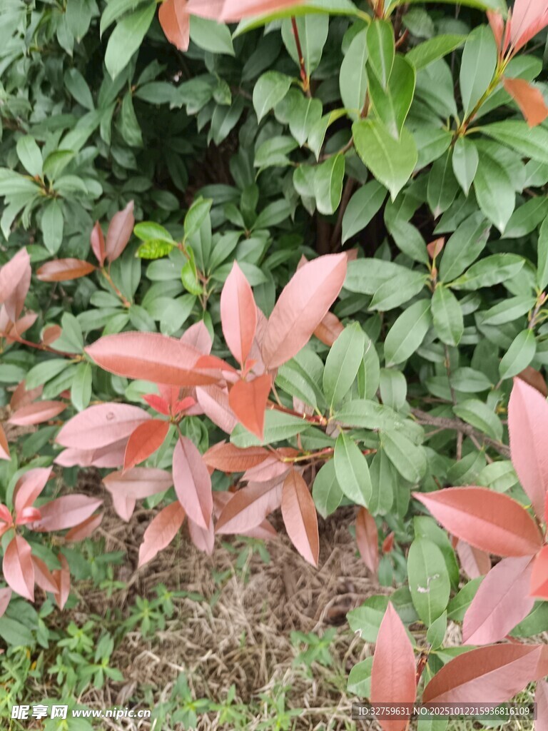 红叶石楠绿植景观