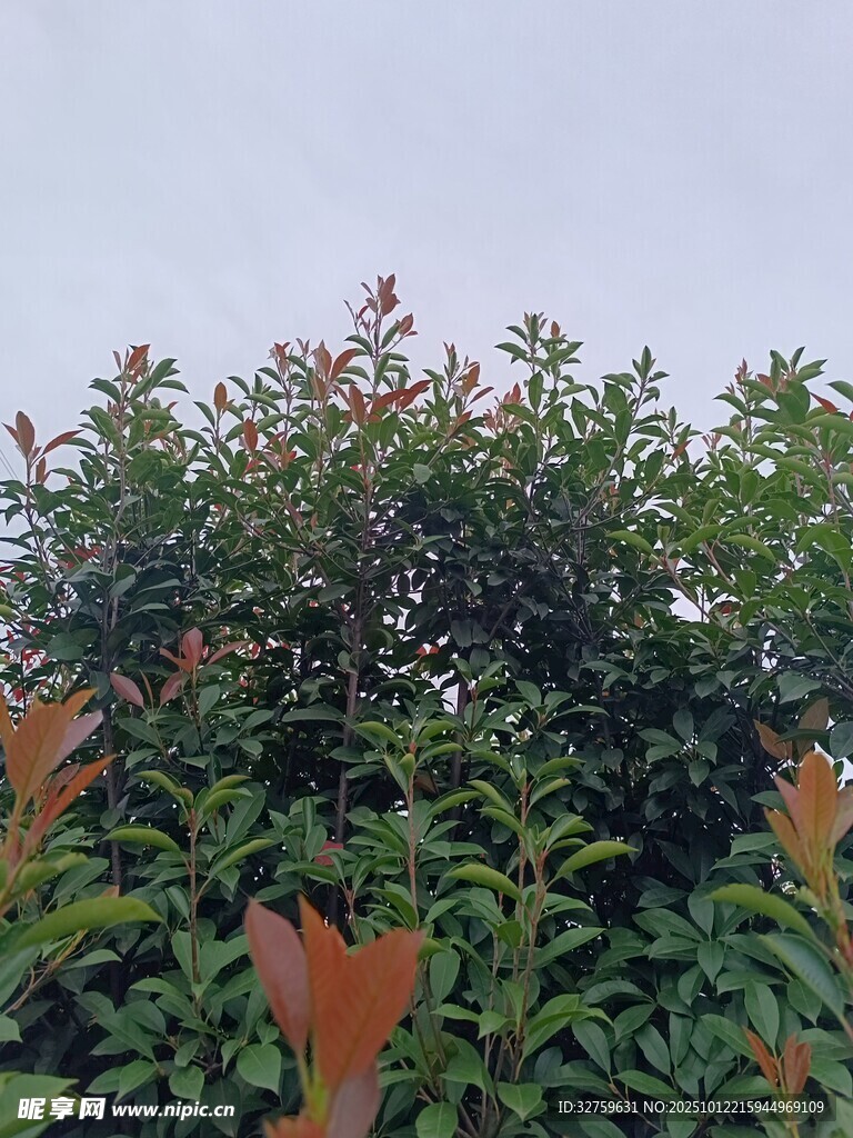 绿叶繁花的繁茂植物景观