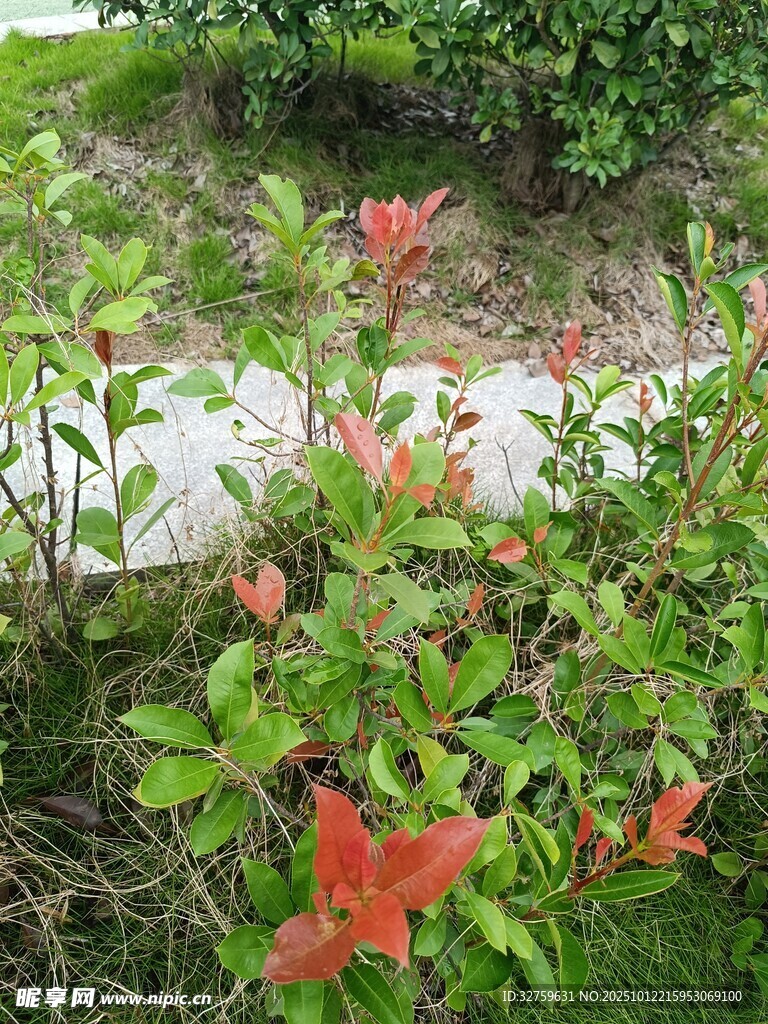 绽放的红色花卉与绿植