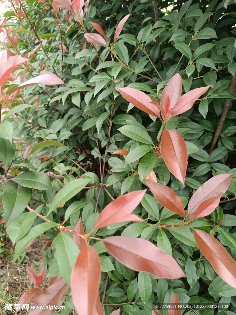 红叶植物特写