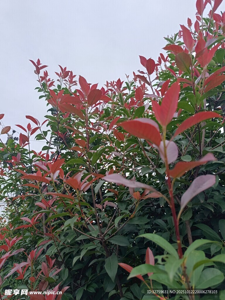 红叶绿植特写