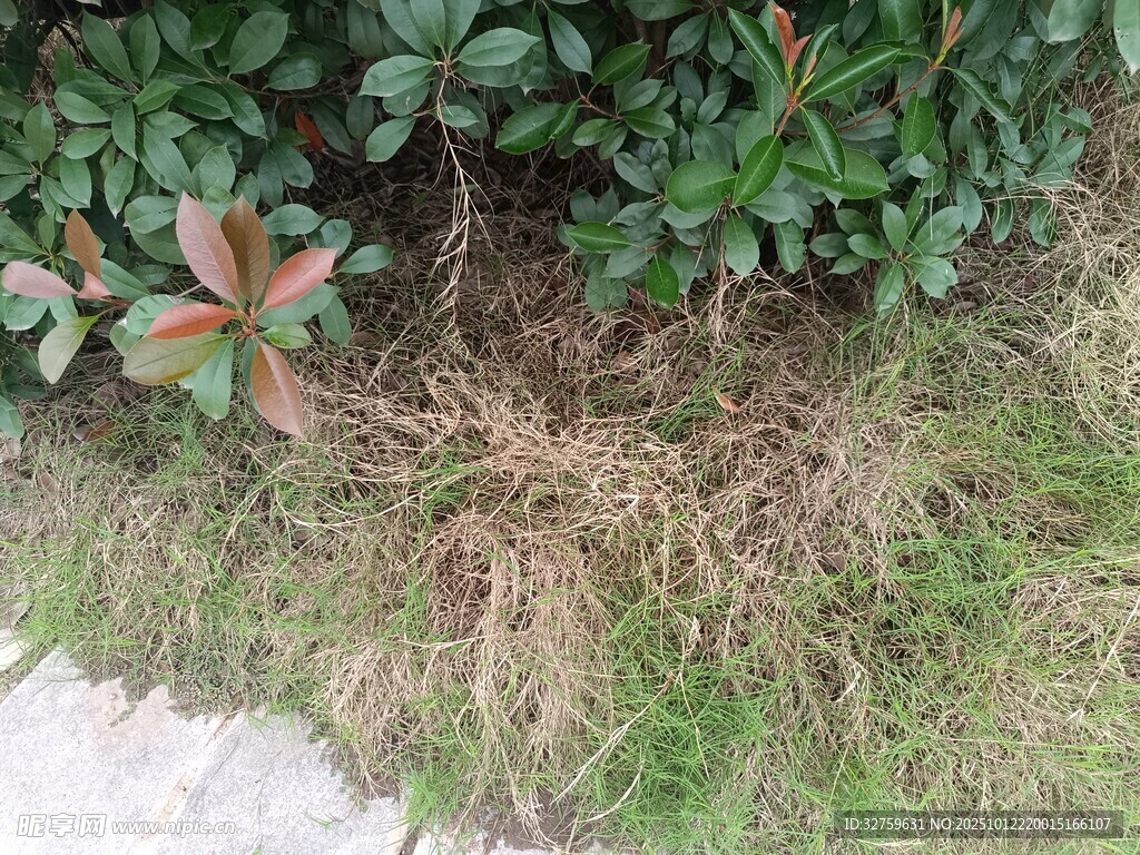 地面绿植与枯黄杂草景象