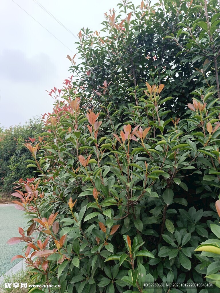 绿叶间的红色花卉景观
