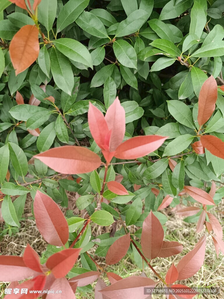 红叶绿叶交织的美丽景致