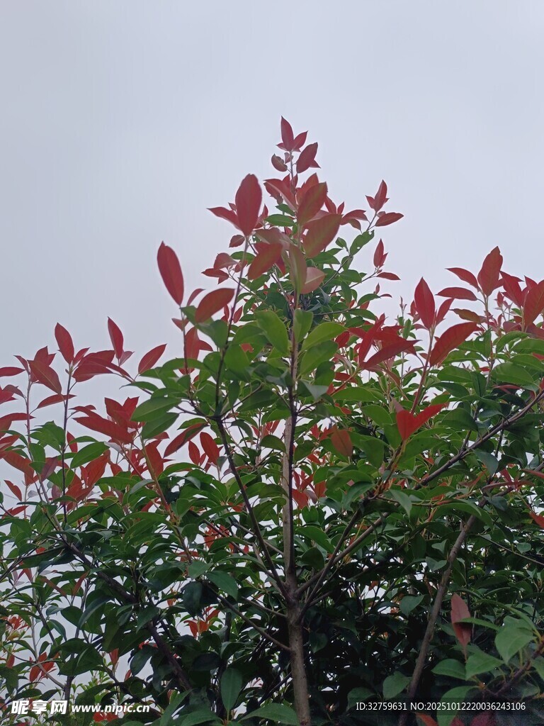 红叶绿植 