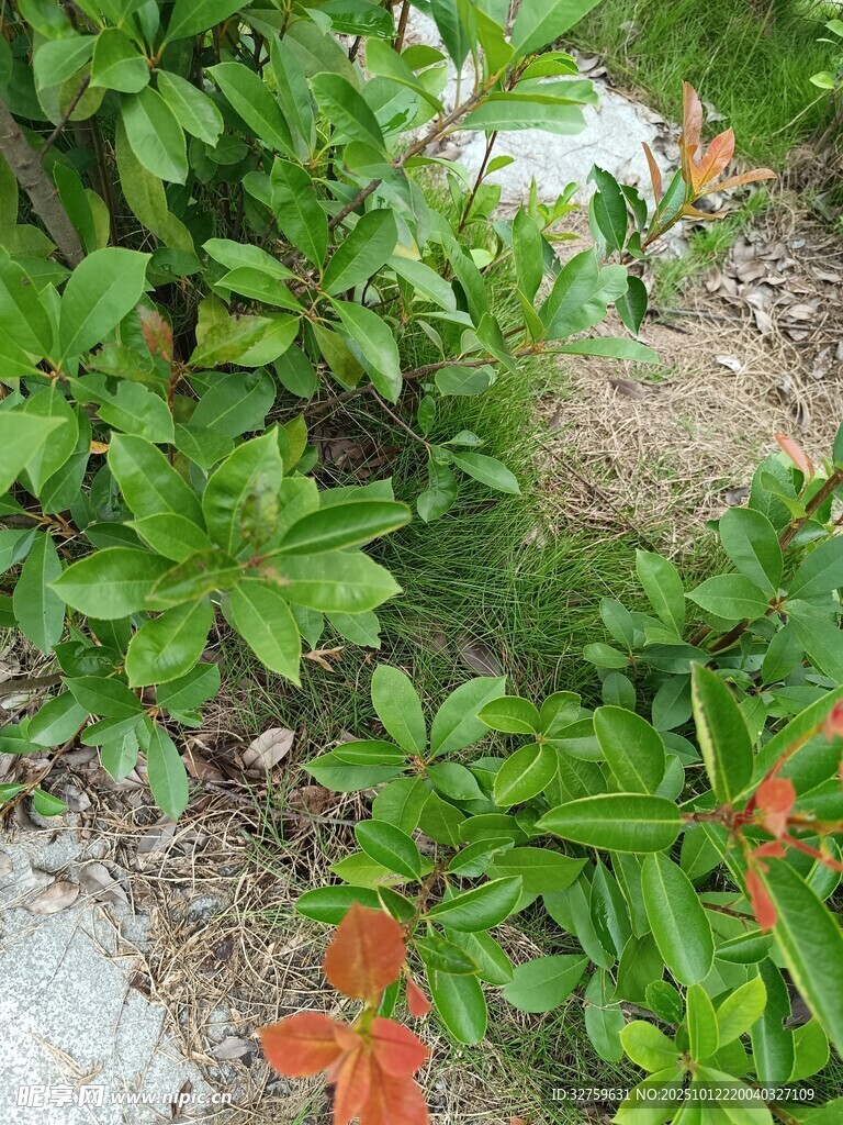 绿叶植物特写
