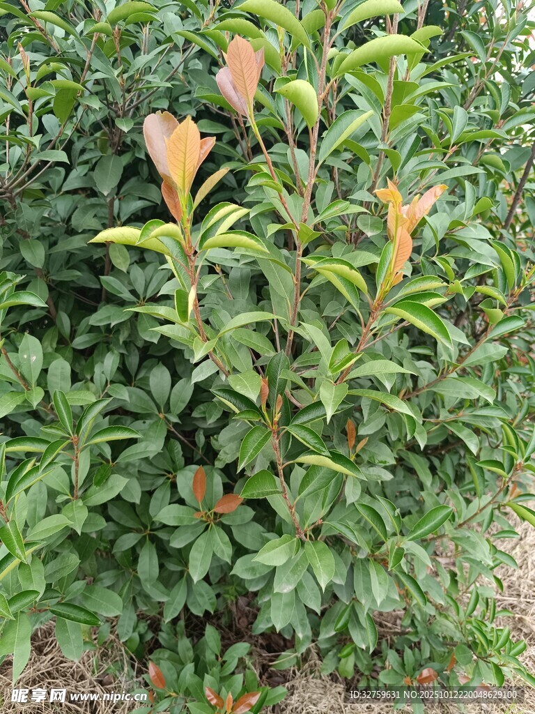 绿叶间的多彩嫩叶