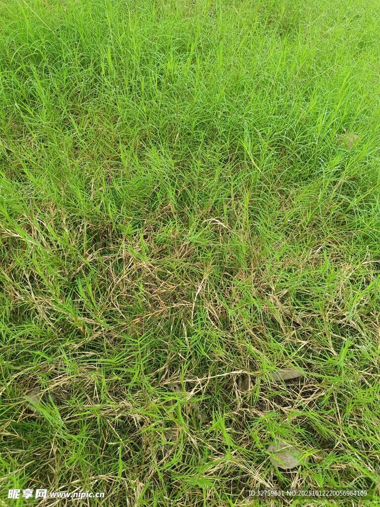 翠绿草地